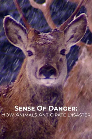 Sense Of Danger: How Animals Anticipate Disaster