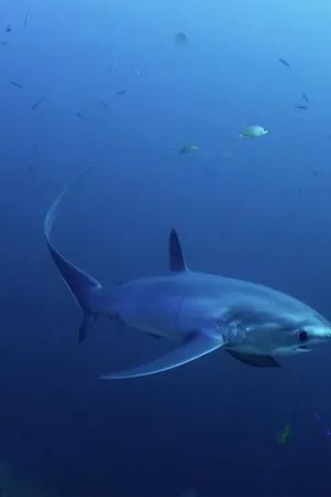 Wild Window: Bejeweled Fishes