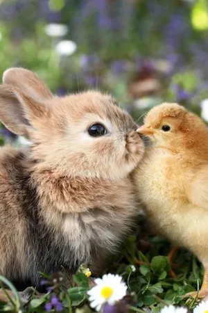 Baby Animals and Friends