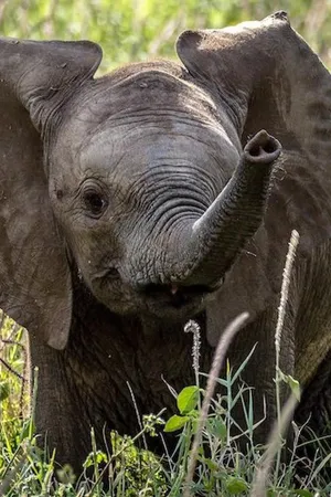 Baby Animals In The Wild