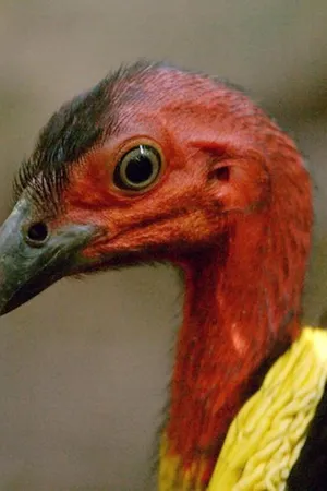 Las aves salvajes de Australia