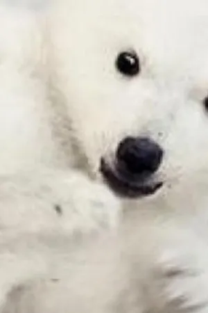 Animales bebés en nuestro mundo
