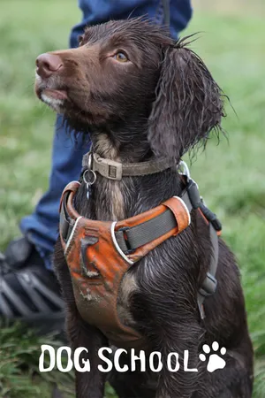 Dog School