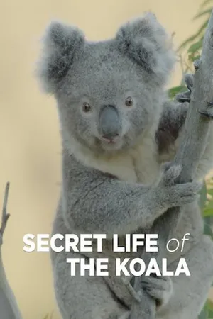 Secret Life of the Koala