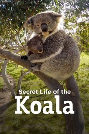 Secret Life of the Koala