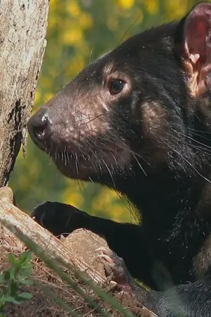Secret Life of the Tasmanian Devil