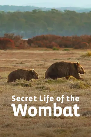 Secret Life of the Wombat