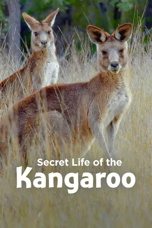 Secret Life of the Kangaroo