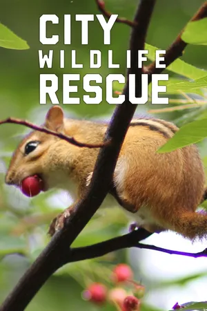 City Wildlife Rescue