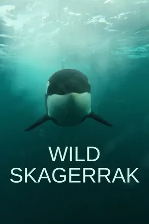 Skagerrak: The Hunting Grounds of the Orcas