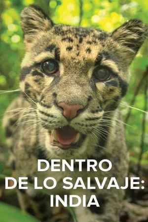 Dentro de lo salvaje: India