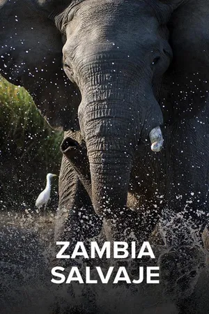 Zambia Salvaje