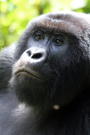 Gorilla Doctors