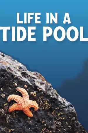 Life In A Tide Pool