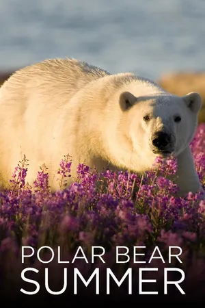 Polar Bear Summer