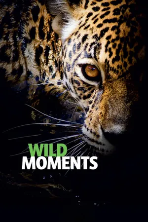 Wild Moments
