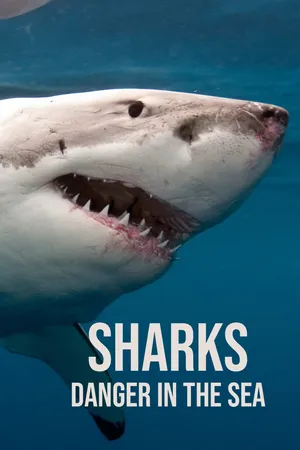 Sharks - Danger In the Sea
