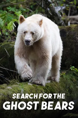 Search for the Ghost Bears