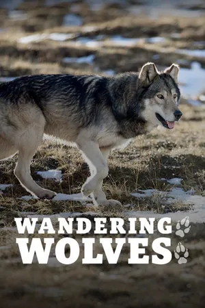 Wandering Wolves