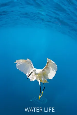 Waterlife