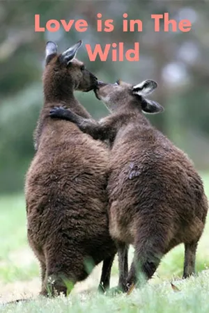 Tendresses animales