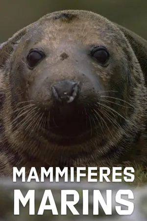 Mammiferes Marins FR