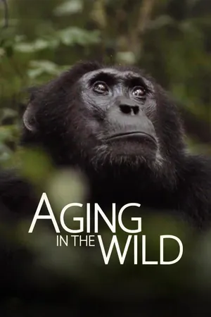 Aging In The Wild