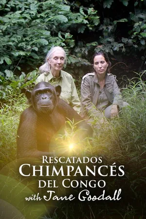Los chimpancés del Congo rescatados, con Jane Goodall