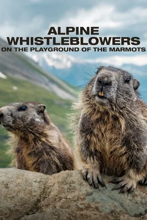 Alpine Whistleblowers: On The Playground Of The Marmots