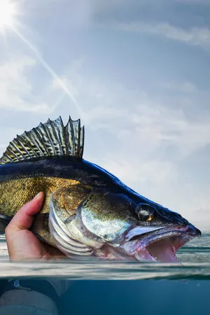 Breaking Bass