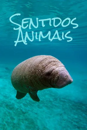 Sentidos Animais