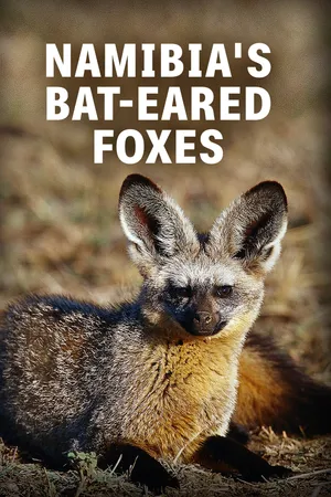 Namibia's Bat-Eared Foxes