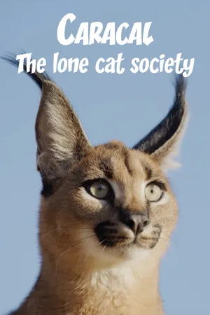 Caracal, the Lone Cat Society