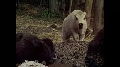 Unsolved Mysteries with Dennis Farina