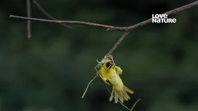 Arábia ao Extremo
