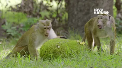 Ilha dos Macacos