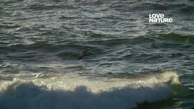 La Vida en la Playa