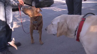 El encantador de perros