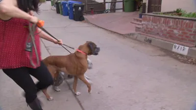 El encantador de perros