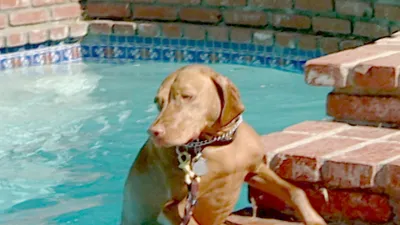 O Encantador de Cães