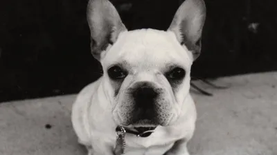 El Encantador de Perros