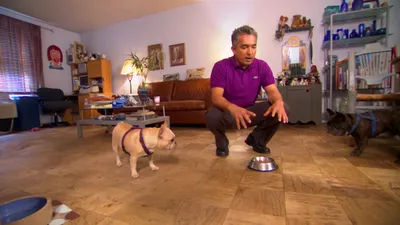 El Encantador de Perros