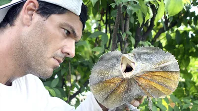 Frank de la jungla