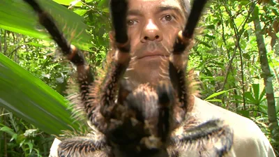 Frank de la jungla