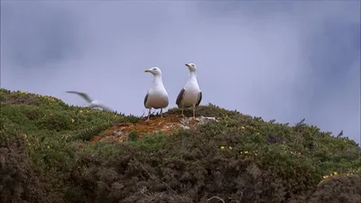 Espanha Selvagem