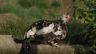 La Planete Des Poules FR