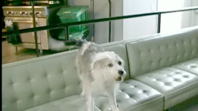 Hundehviskeren