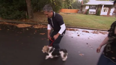 Hundehviskeren