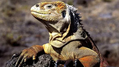Galapagos