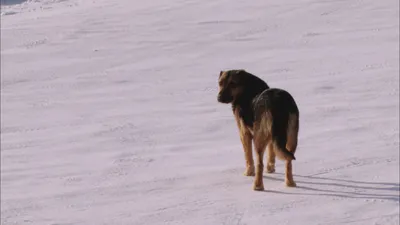 Ice Road Truckers